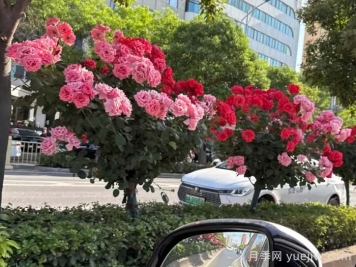 西安月季：一路絢爛，素質(zhì)月季花開滿西安