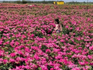 西安月季：西咸新區(qū)300萬株月季花?；鸪鋈? title=