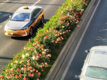 北京豐臺17.6公里月季項鏈上線，三環(huán)路變身浪漫花廊