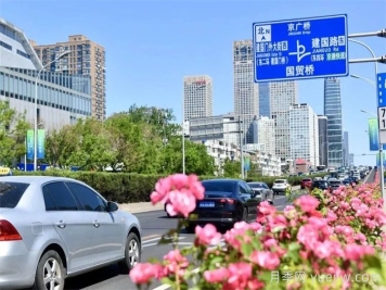 北京朝陽月季海洋，街頭已開濃顏模式