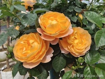 三款微型月季，陽臺養(yǎng)月季必選