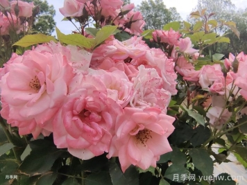 月季花后需要修剪嗎？不剪可以嗎？