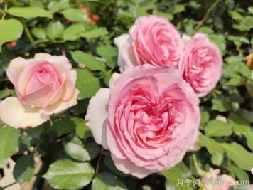 粉龍月季，世界最美藤本月季