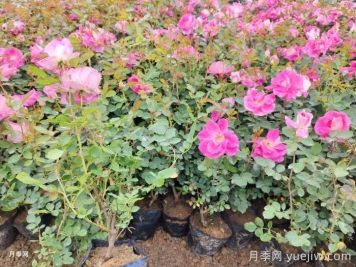 春花修剪晚一步，月季復花差別一大截