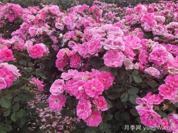 定州月季市花文化和景觀圖集