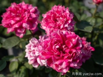 天狼月季早期自育優(yōu)秀月季品種