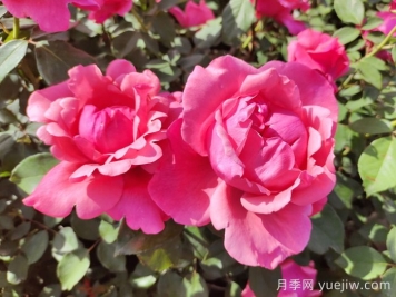 南陽月季國家林木種質(zhì)資源庫收集保存4265個品種
