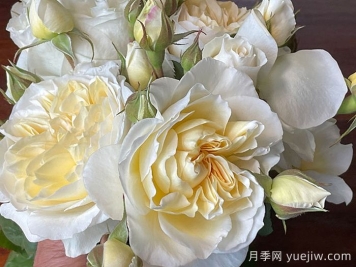 驚喜月季