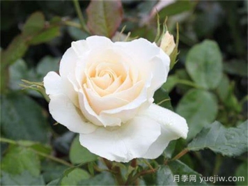 雪絨花月季/雪線月季