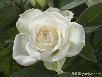 白色寶石月季