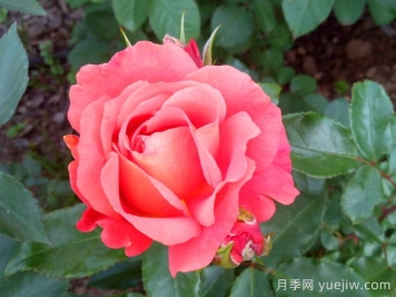 阿比斯科月季/阿比斯庫