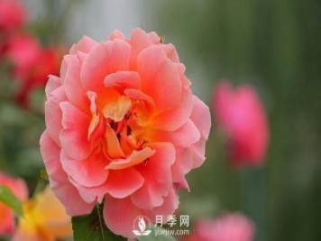 河南月季基地是怎樣防治介殼蟲病害的？