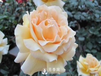 藤本月季種植戶月季施肥方法