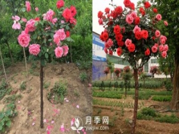月季花遇到病害包含的病況？如何解決呢