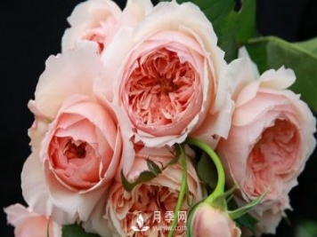 盆栽藤本月季怎么施肥，以下技巧來學(xué)習(xí)吧
