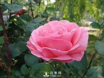 月季梅雨季易有黑斑病，該怎么養(yǎng)護呢？
