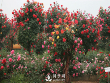 新型月季花，要遵循什么方法，才栽培出來？