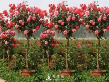 樹狀月季白粉病的防治方法您知道有哪些嗎？
