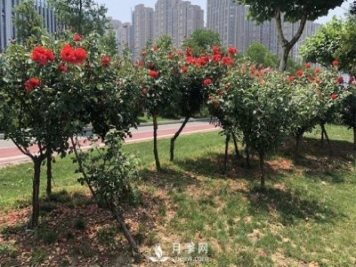 樹狀月季花黑斑病的防治方法有哪些？