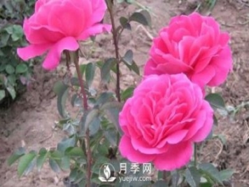 如何有效防治南陽月季花苗煙煤病病害？