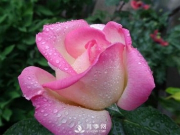 南陽大花月季花苞有黑褐色斑駁是黑斑病導(dǎo)致的嗎？