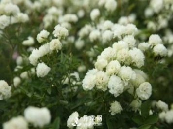 怎樣防治南陽月季黑斑病病害？