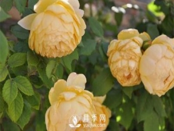 發(fā)酵農(nóng)家肥不徹底對(duì)南陽(yáng)月季花有什么影響？