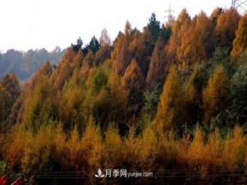 十九屆五中全會順利召開，這些樹種大有前景