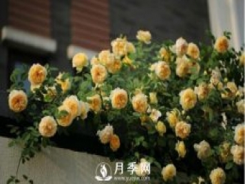 想月季四季開花？陽(yáng)臺(tái)栽培技術(shù)必看不可