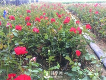 疫情未了，2021年春節(jié)，月季花木企業(yè)應(yīng)該怎么做？