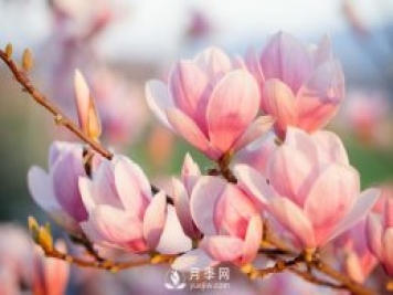 庭院種植玉蘭，解決4個(gè)問題香滿庭院