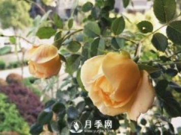 黃金慶典，艾莎，陽(yáng)臺(tái)黨必入月季品種，大美花型和香味