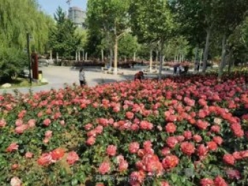 石家莊東環(huán)公園的月季正值盛花期，快來打卡