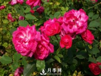 你知道人家那月季花開的好又多 原來(lái)他們是這樣施肥的