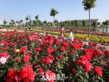 南陽月季產(chǎn)業(yè)6大發(fā)展優(yōu)勢(shì)