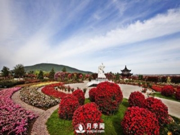 南陽順應(yīng)環(huán)境打造月季產(chǎn)業(yè)