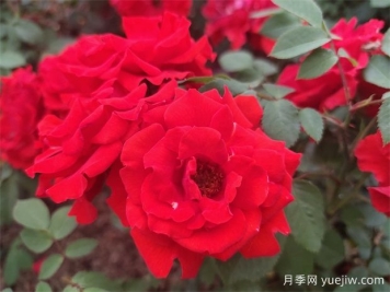 花中皇后月季，文化韻味長(zhǎng)存