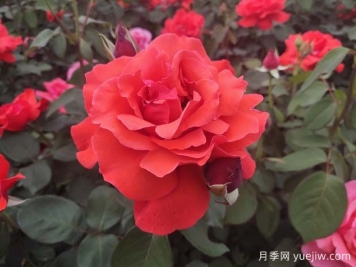月季、玫瑰、薔薇之間有什么關(guān)系？