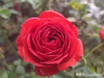 月季的特性、品系、價(jià)值、花語
