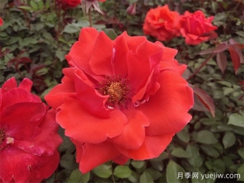 月季之韻，邂逅世間絕美的花中皇后