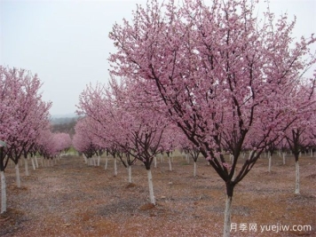 北方城市園林植物八品，一起來細(xì)品