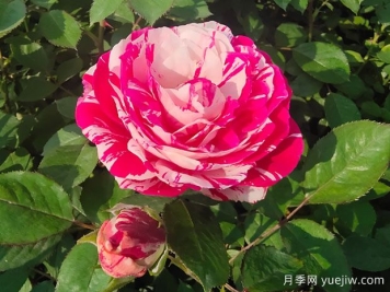 一文教你區(qū)分月季、玫瑰和薔薇的細(xì)微差別