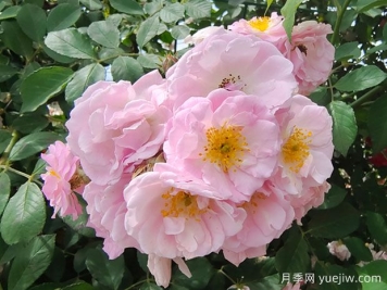 粉團(tuán)薔薇的傳說