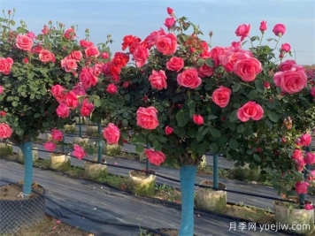月季想要開的好，春季抹芽很關(guān)鍵