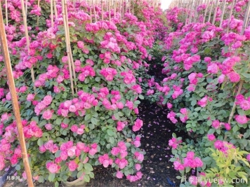 夏季藤本月季花后能牽引嗎？要不要修剪打頂？