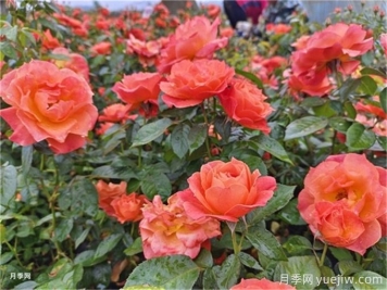 月季花白粉病怎樣產(chǎn)生的？如何防治白粉病