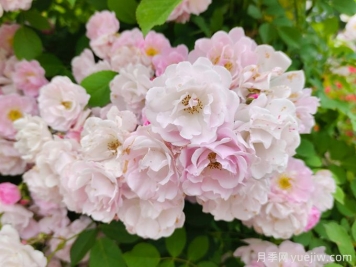 薔薇怎樣管理與養(yǎng)護(hù)？