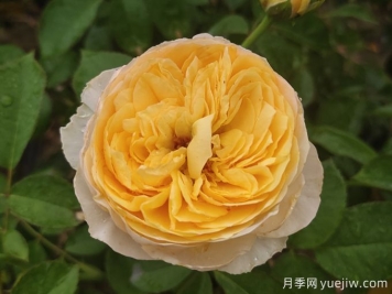 最美花中皇后，10個(gè)經(jīng)典月季品種推薦