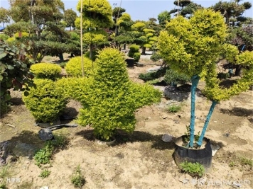 十種觀(guān)賞類(lèi)花境骨架植物