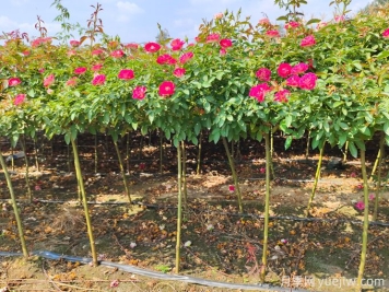 園林植物秋冬季養(yǎng)護要點